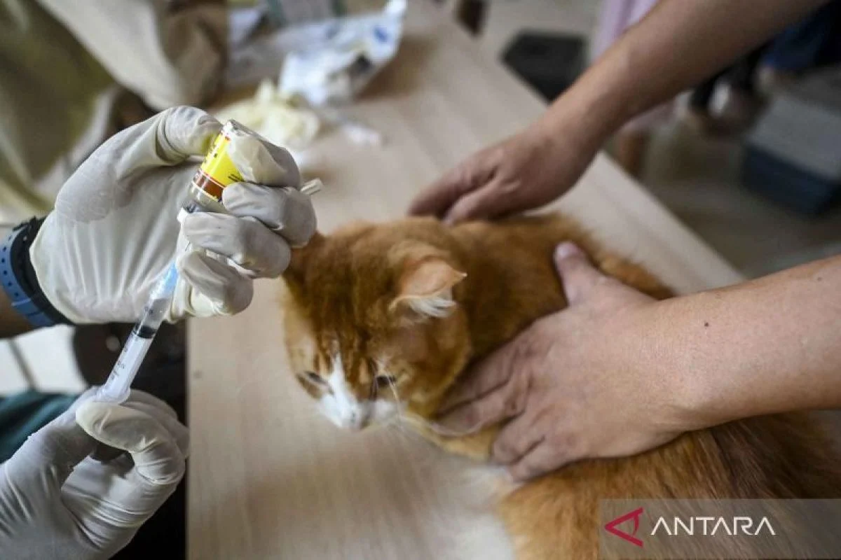Vaksinasi Gratis untuk 45 Ribu Hewan Penular Rabies di Jakarta Barat, Upaya Menjaga Ibu Kota Bebas Rabies
