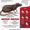 Hantavirus di Indonesia: Sejarah, Gejala, dan Pencegahan