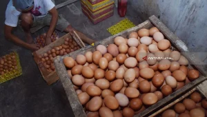 Harga Telur di Magetan Anjlok, Badan Gizi Nasional Instruksikan SPPG di Jatim