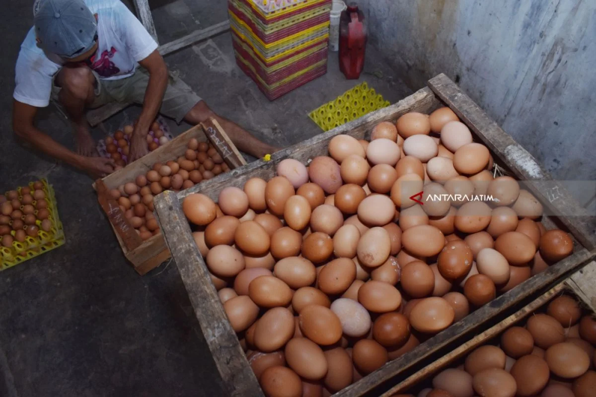 Harga Telur di Magetan Anjlok, Badan Gizi Nasional Instruksikan SPPG di Jatim