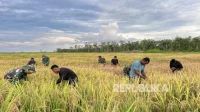 Kemandirian Pangan Indonesia: PSN Cetak Sawah Wanam demi Masa Depan Kemandirian Pangan Indonesia: PSN Cetak Sawah Wanam demi Masa Depan