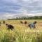 Kemandirian Pangan Indonesia: PSN Cetak Sawah Wanam demi Masa Depan