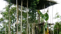 Masyarakat Boven Digoel Berikan Replika Rumah Pohon Korowai untuk Jaga Hutan Papua