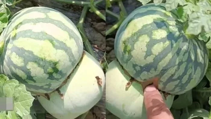 Mengenal Raja Semangka dari China, Buah dengan Berat Fantastis
