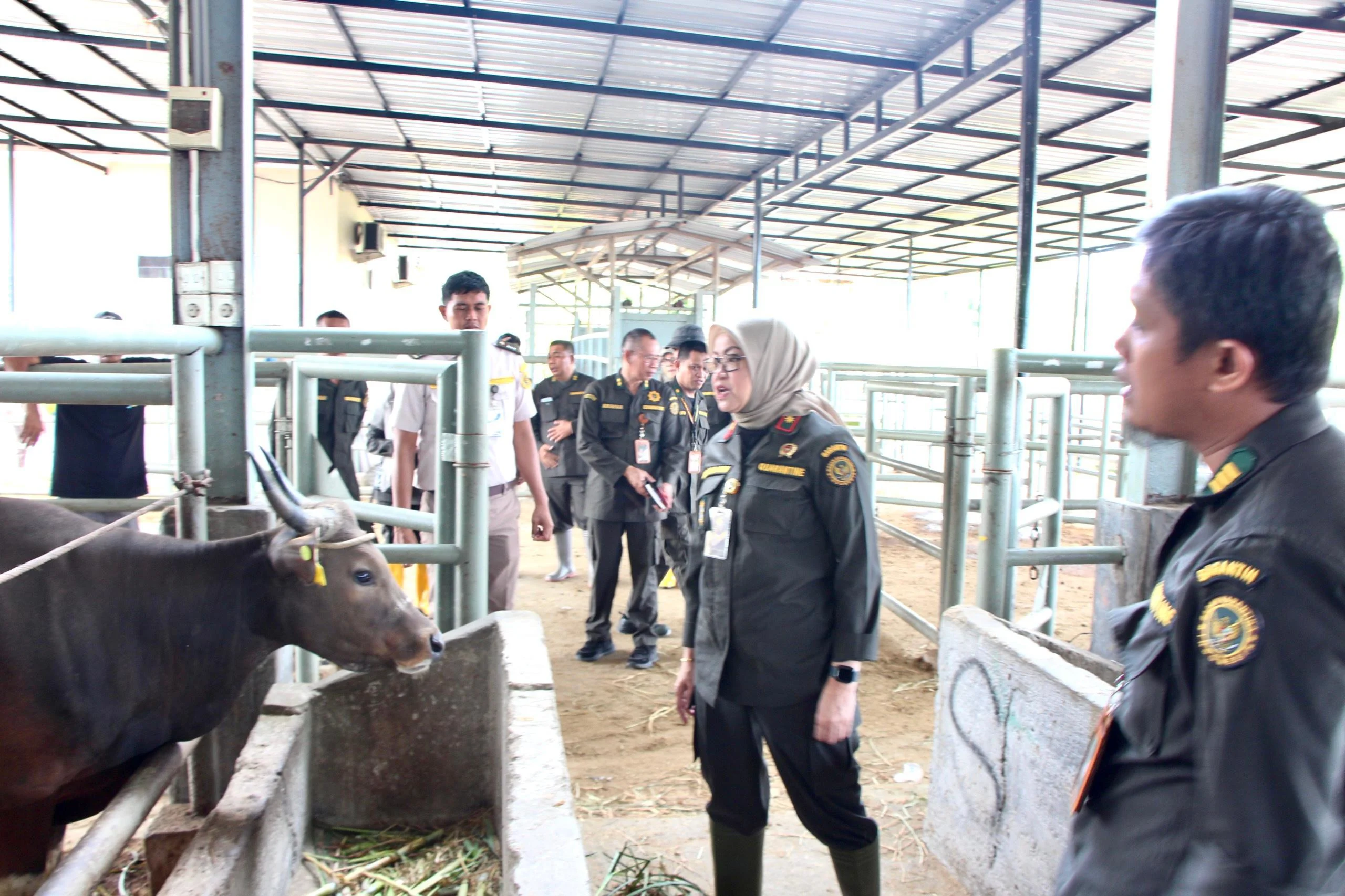 Pengawasan Hewan Kurban 24 Jam Penuh, Barantin Bentuk Satuan Tugas Khusus