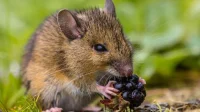 Perubahan Iklim dan Ledakan Populasi Tikus Meningkatkan Risiko Hantavirus di Indonesia