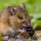 Perubahan Iklim dan Ledakan Populasi Tikus Meningkatkan Risiko Hantavirus di Indonesia