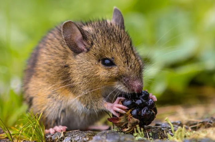 Perubahan Iklim dan Ledakan Populasi Tikus Meningkatkan Risiko Hantavirus di Indonesia