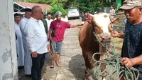 Prabowo Subianto Kirim 25 Ekor Sapi Kurban ke Sulawesi Selatan