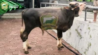 Sapi Kurban 350 Kg Nyemplung ke Gorong-gorong di Pulogadung, Jakarta Timur Sapi Kurban 350 Kg Nyemplung ke Gorong-gorong di Pulogadung, Jakarta Timur