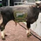Sapi Kurban 350 Kg Nyemplung ke Gorong-gorong di Pulogadung, Jakarta Timur
