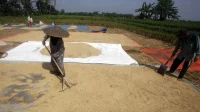 BULOG Terus Menyerap Gabah Beras Petani Dalam Negeri Sepanjang Tahun