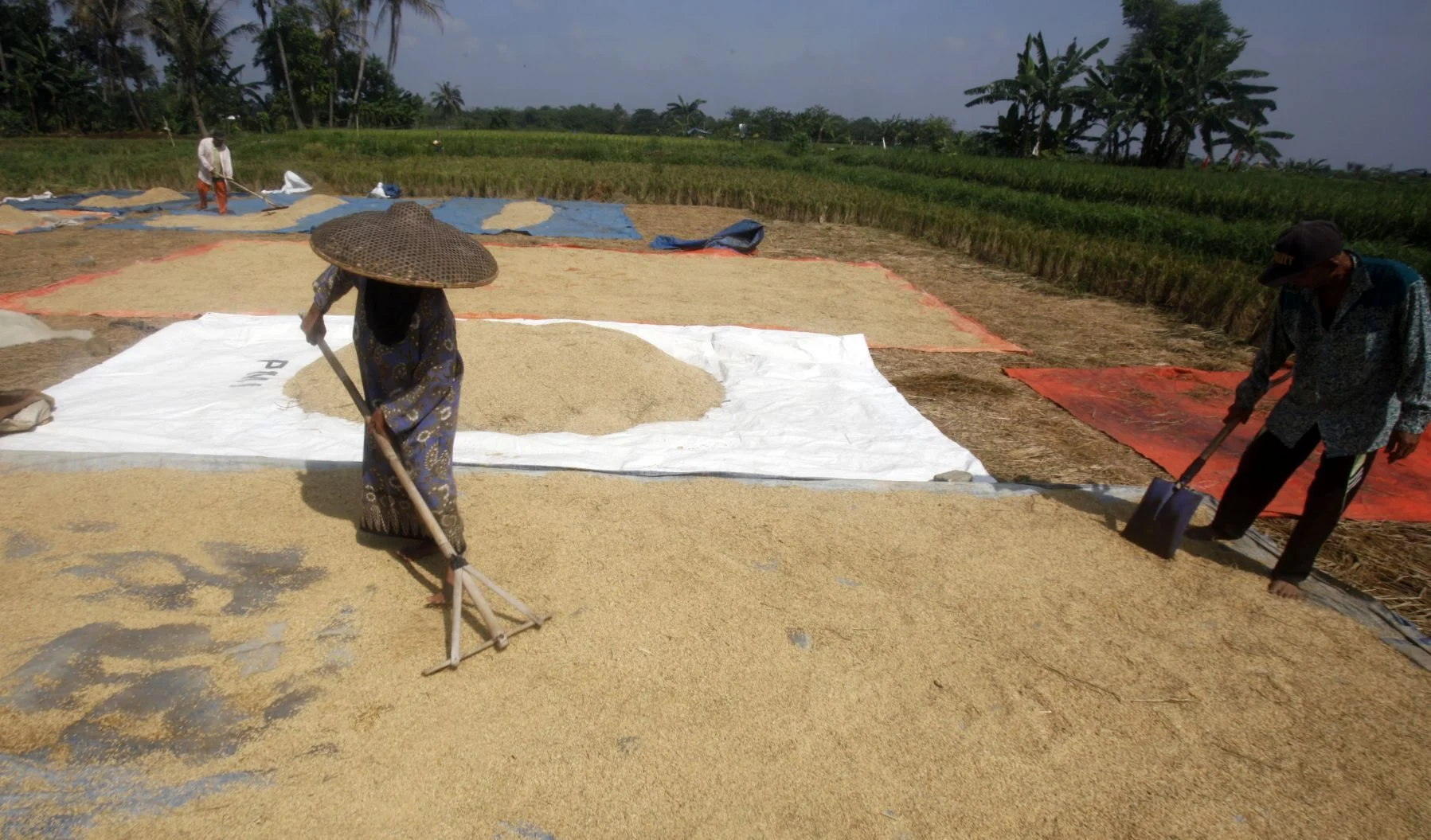 BULOG Terus Menyerap Gabah Beras Petani Dalam Negeri Sepanjang Tahun