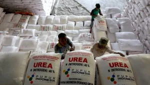 Ekspor Urea ke Australia: Pupuk Indonesia Pastikan Stok Lokal Aman