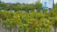 Gubernur Sulawesi Selatan Tanam Mangrove untuk Peringati Hari Lingkungan Sedunia Gubernur Sulawesi Selatan Tanam Mangrove untuk Peringati Hari Lingkungan Sedunia