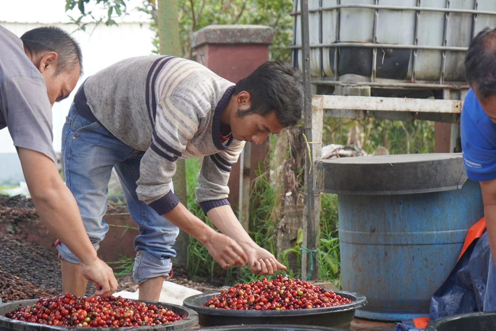 Inovasi Pertamina Menghadirkan Secangkir Kopi dari Panas Bumi