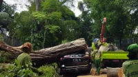 Mobil Dinas Perhutani Tertimpa Pohon di Magetan, Pengemudi Pingsan