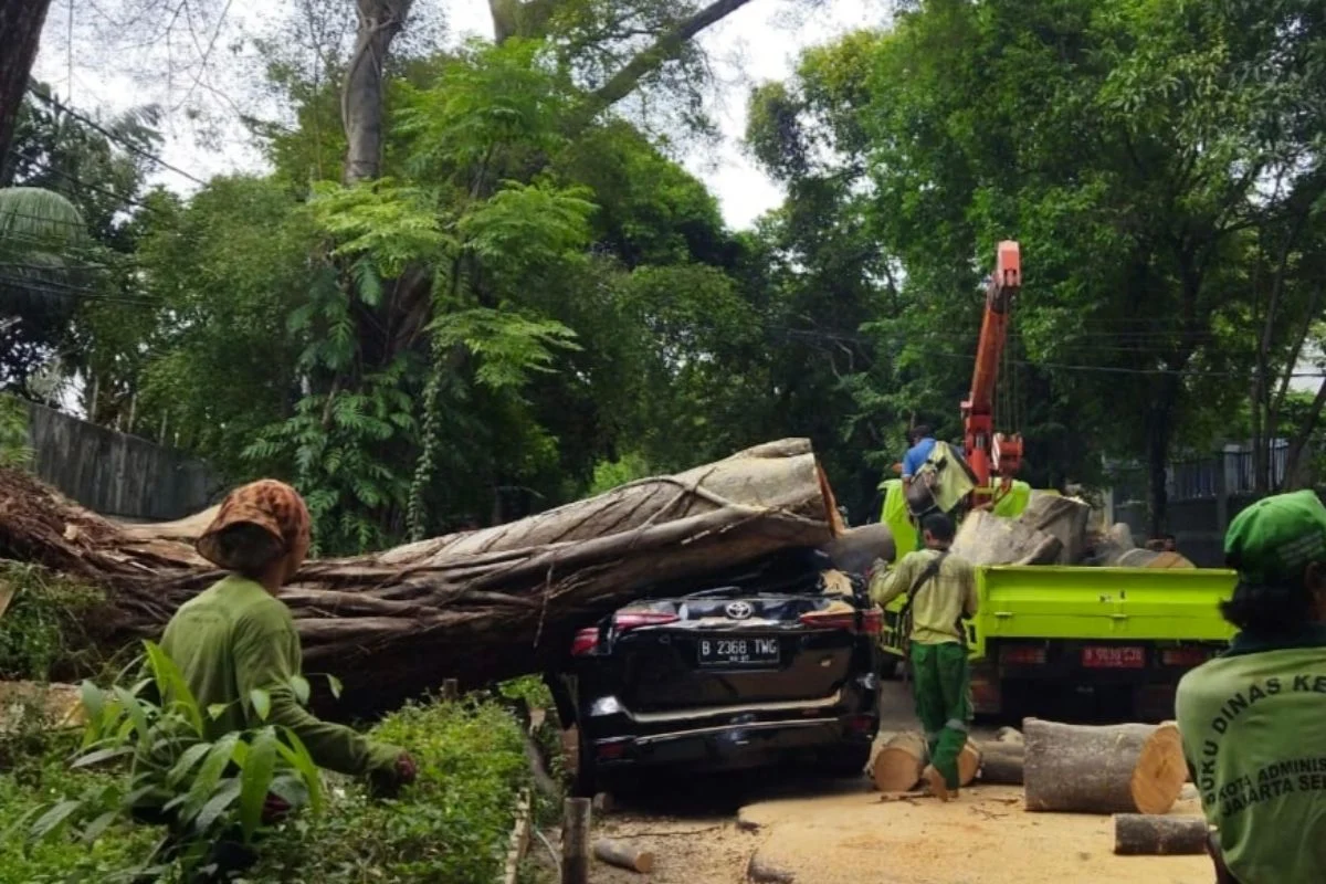 Mobil Dinas Perhutani Tertimpa Pohon di Magetan, Pengemudi Pingsan