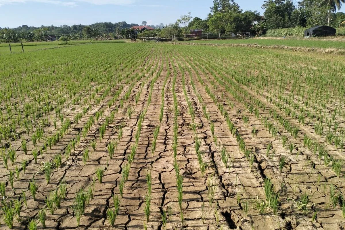 Pemerintah Diminta Siap Menghadapi Kemarau Panjang dengan Langkah Antisipatif