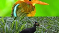 9 Burung Langka di Indonesia yang Terancam Punah