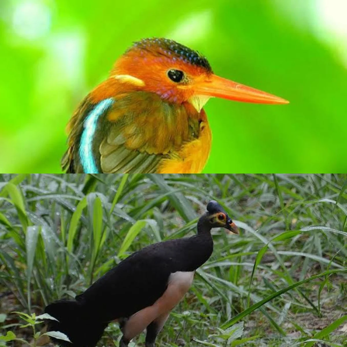 9 Burung Langka di Indonesia yang Terancam Punah