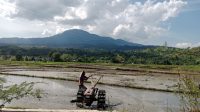 Ancaman Super El Nino Menghantui Jepang, Petani Padi Mulai Merasa Cemas
