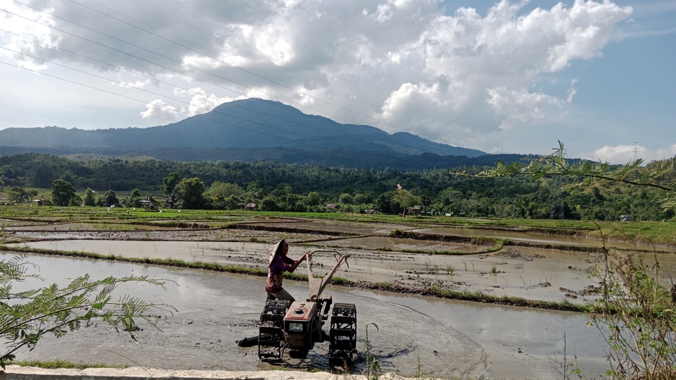 Ancaman Super El Nino Menghantui Jepang, Petani Padi Mulai Merasa Cemas