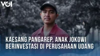 Kaesang Pangarep dan Kondisi Perusahaan Udang yang Nyaris Tumbang