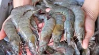 Krisis Keuangan Mengancam Perusahaan Udang Kaesang Pangarep