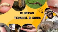 Mengenal 10 Hewan Terkecil di Dunia dan Fakta Uniknya Mengenal 10 Hewan Terkecil di Dunia dan Fakta Uniknya