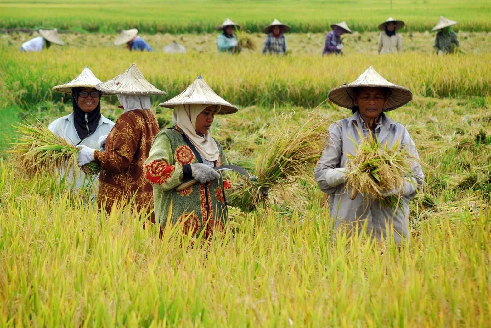 Nasib Petani Indonesia: Dari Pemilik Sawah hingga Buruh Tani