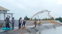 Panen Udang 50 Ton di Kebumen, Titiek Soeharto Dorong Pengembangan Model BUBK Nasional