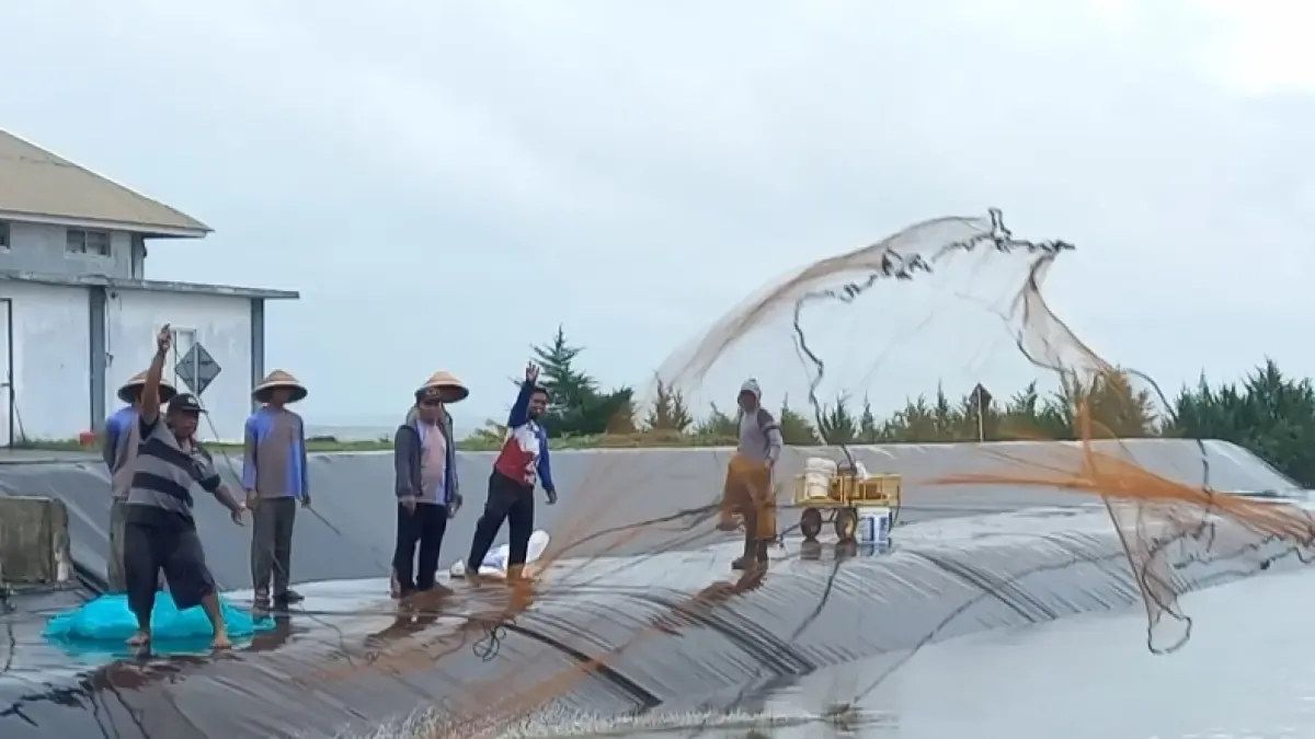 Panen Udang 50 Ton di Kebumen, Titiek Soeharto Dorong Pengembangan Model BUBK Nasional