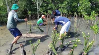Rehabilitasi Mangrove Dorong Produktivitas Perikanan dan Ketahanan Pangan