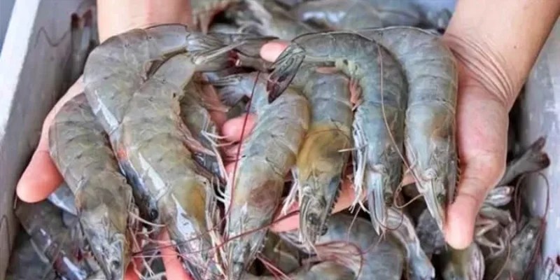 Utang Jumbo Perusahaan Udang Kaesang: Tantangan Industri Perbankan