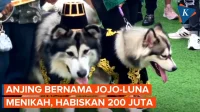 Anjing Keliling 5K di PIK 2 Menjadi Sensasi, 200 Kuota Habis dalam 24 Jam