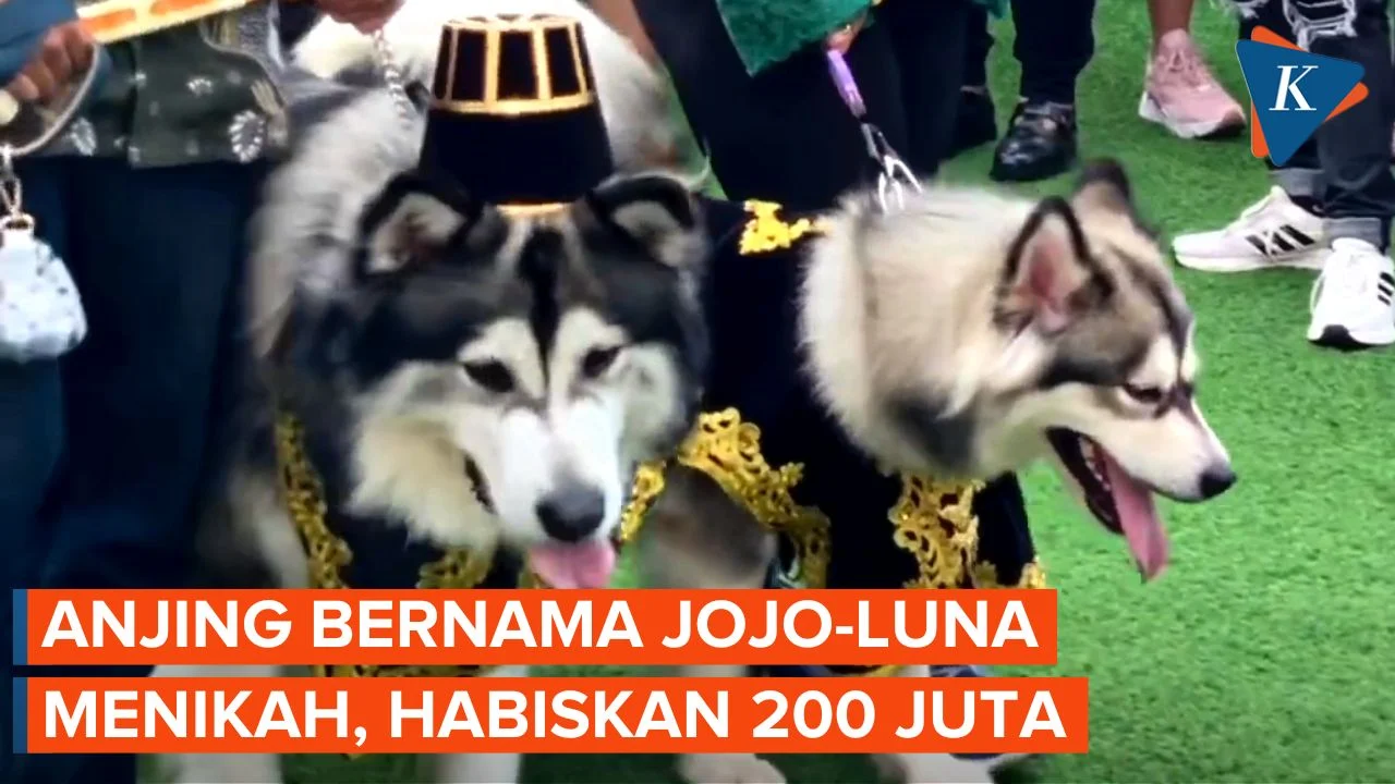 Anjing Keliling 5K di PIK 2 Menjadi Sensasi, 200 Kuota Habis dalam 24 Jam