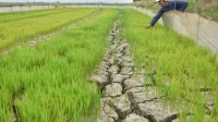 Kekeringan Melanda Ribuan Hektare Sawah di Kabupaten Bekasi