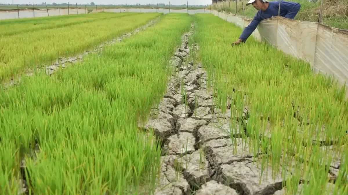 Kekeringan Melanda Ribuan Hektare Sawah di Kabupaten Bekasi